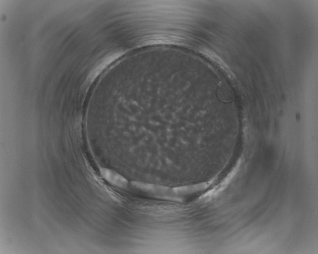 X0000068771121200604281231