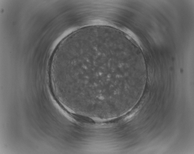 X0000068771142200604281231