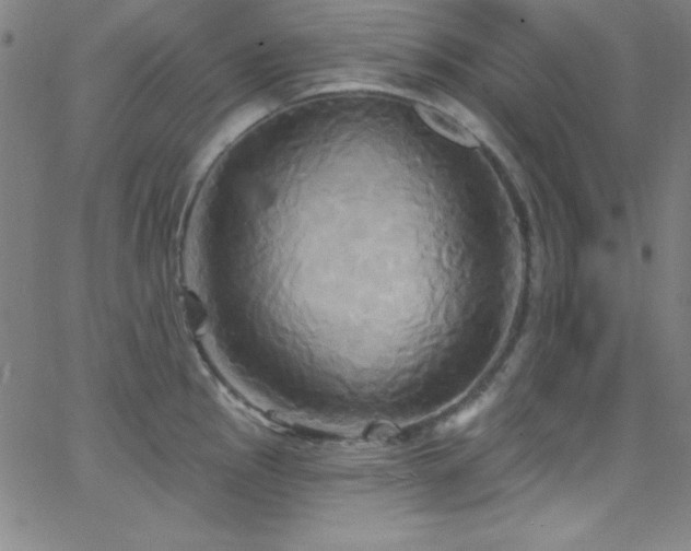 X0000068771145200604281232