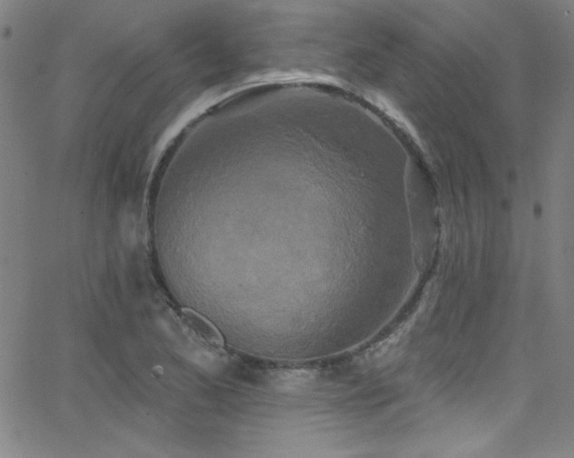 X0000068771173200604281231