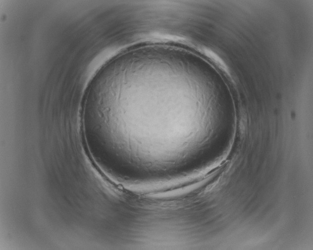 X0000068771183200604281230