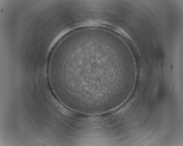 X0000068771216200604281230