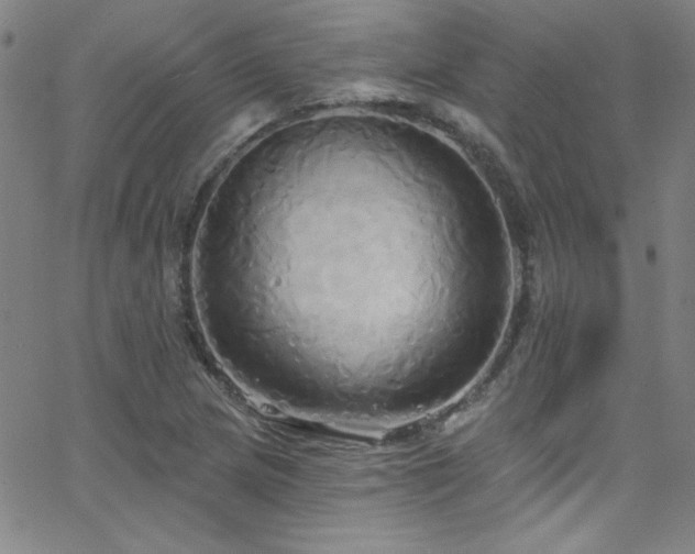 X0000068771217200604281230