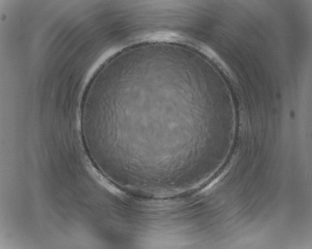 X0000068771232200604281230