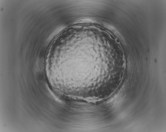 X0000068771233200604281230