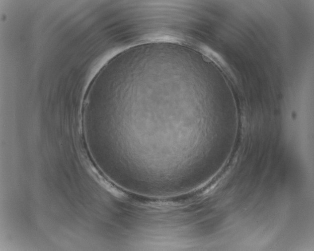 X0000068771236200604281230