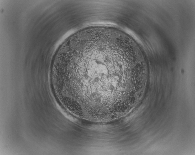 X0000068771237200604281230