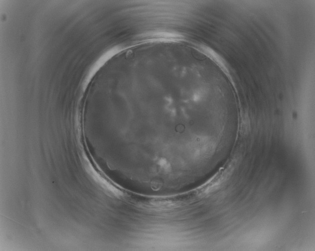 X0000068771243200604281230