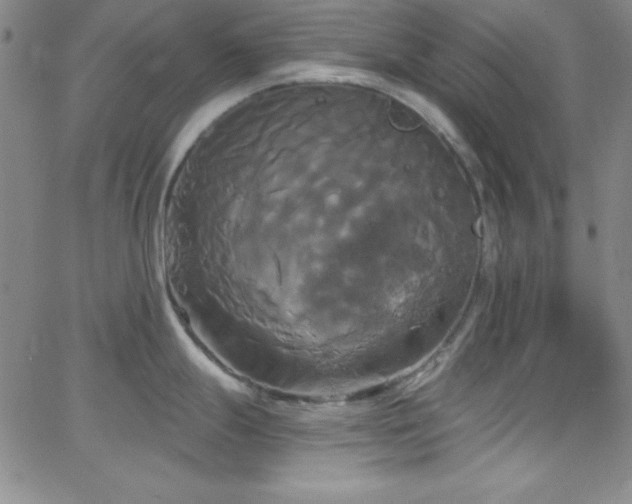 X0000068771247200604281230