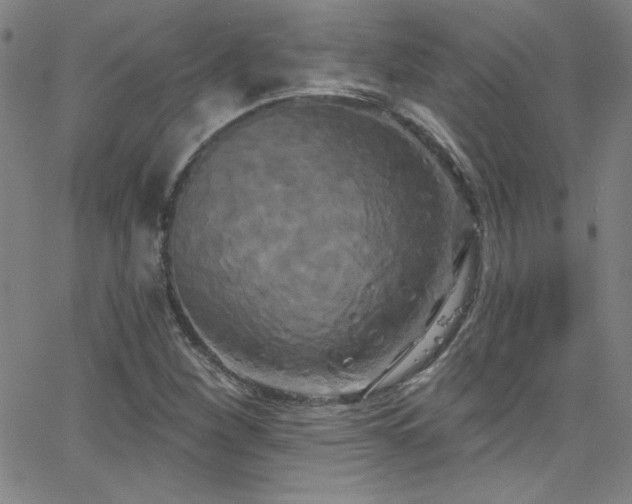 X0000068771260200604281229