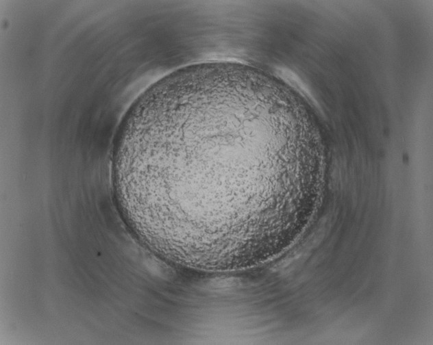 X0000068771268200604281229