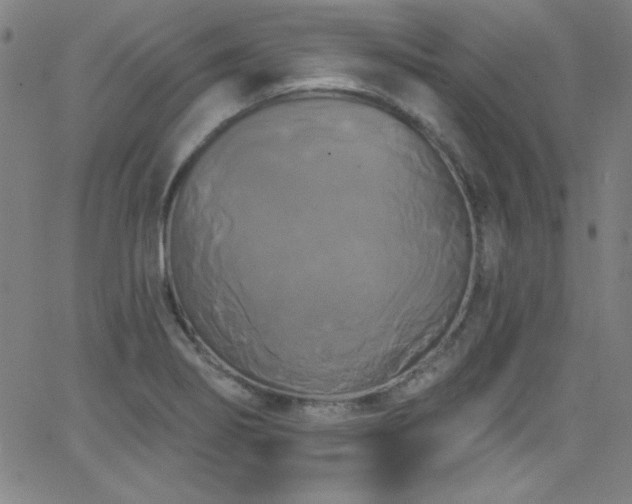 X0000068771274200604281229