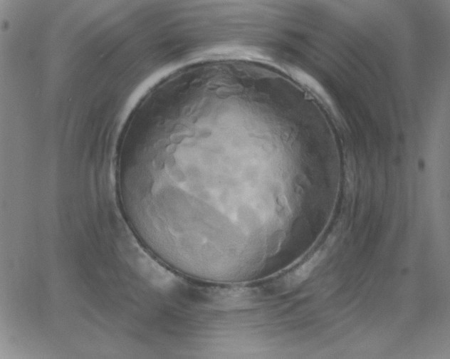 X0000068771288200604281229