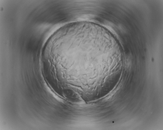 X0000068771294200604281229