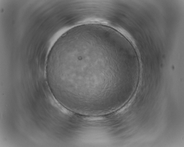 X0000068771296200604281229