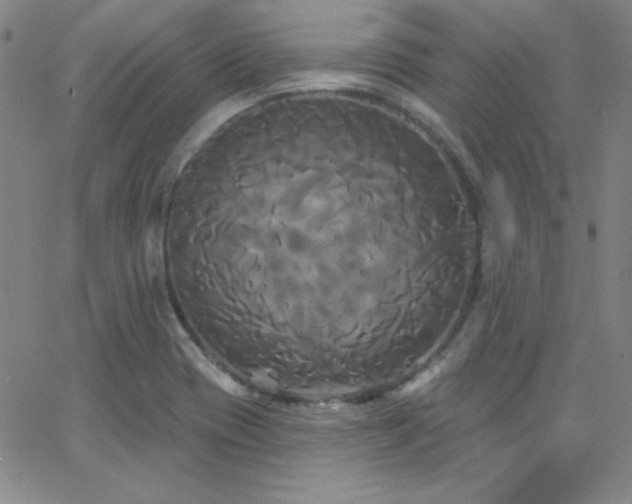 X0000068771417200604281226