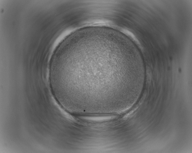 X0000068771424200604281226