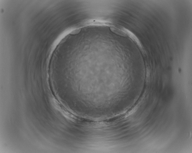 X0000068771435200604281227