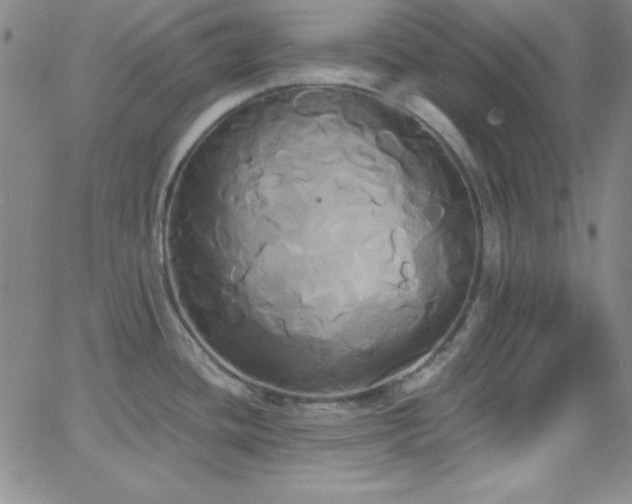 X0000068771436200604281227