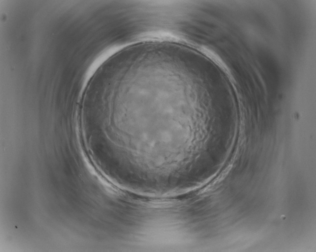 X0000068771440200604281227