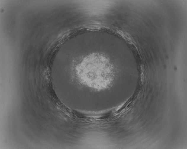 X0000068771445200604281226