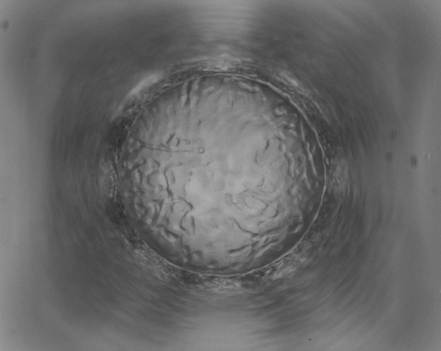 X0000068771446200604281226