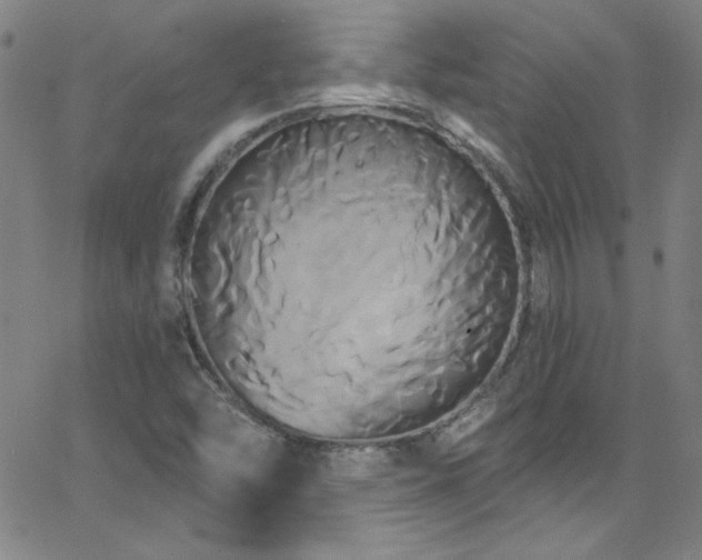 X0000068771454200604281226