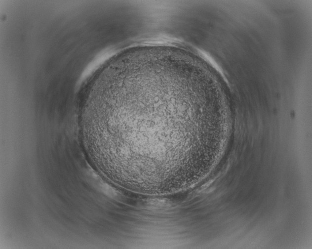 X0000068771456200604281226