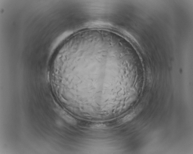 X0000068771462200604281226