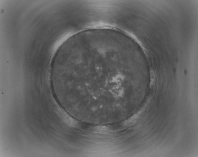 X0000068771463200604281226