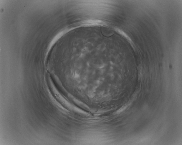 X0000068771467200604281226