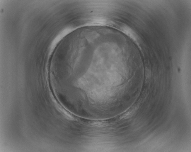 X0000068771480200604281225