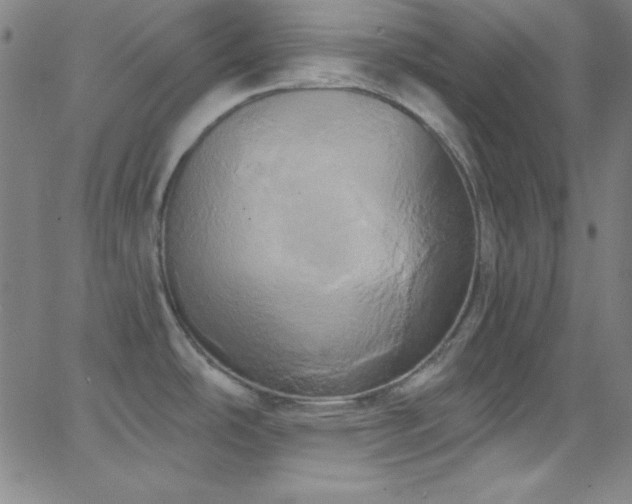 X0000068771486200604281225