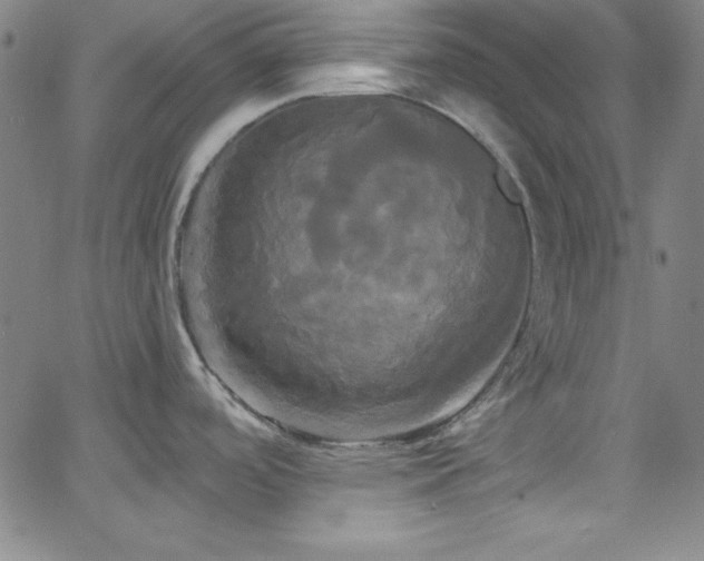 X0000068771488200604281225