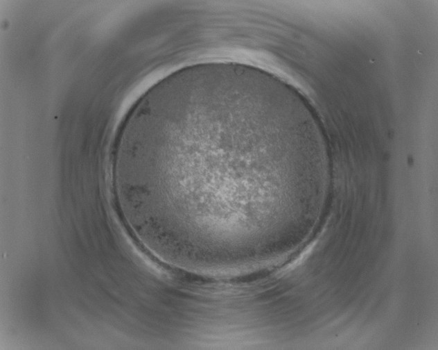 X0000068771517200604281225