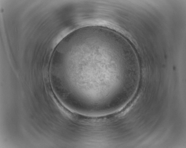 X0000068771521200604281225