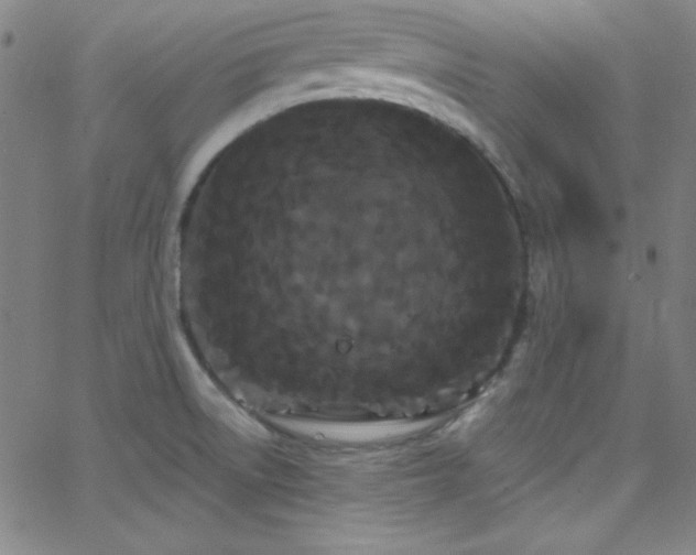 X0000068771522200604281225