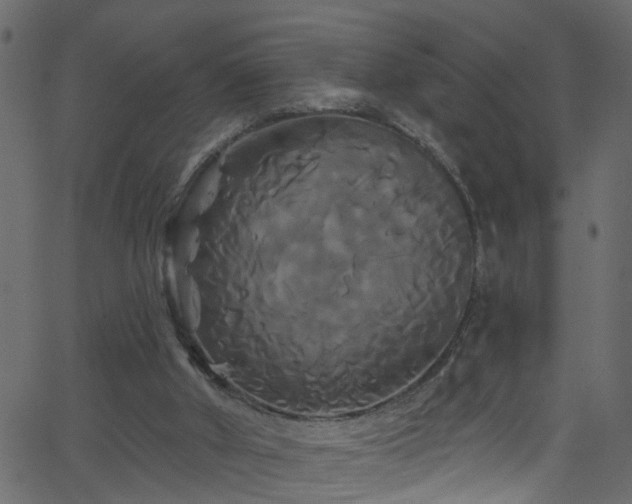 X0000068770010200605011039