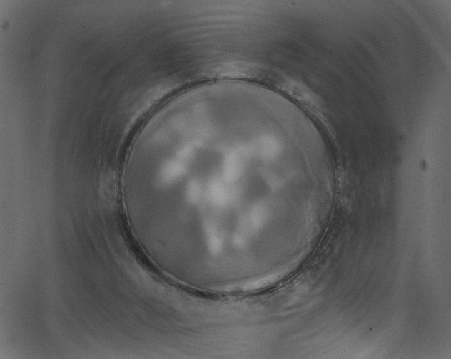 X0000068770012200605011038