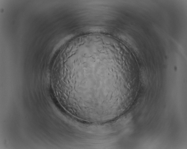 X0000068770016200605011038