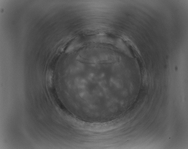 X0000068770026200605011038