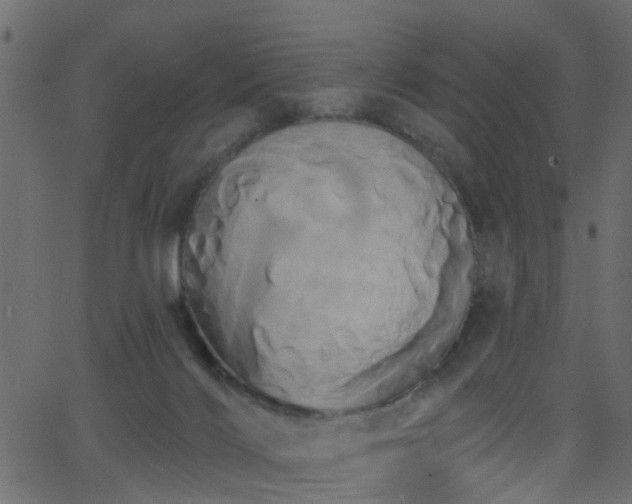 X0000068770028200605011038