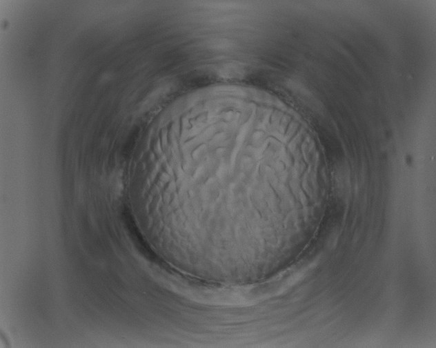 X0000068770032200605011038