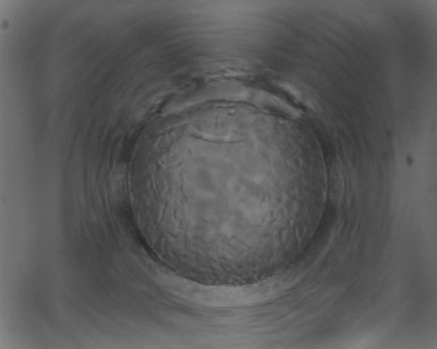 X0000068770034200605011038