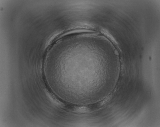 X0000068770058200605011037