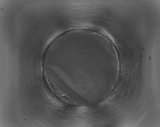 X0000068770059200605011037