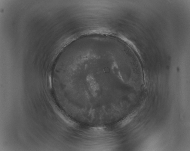 X0000068770061200605011037