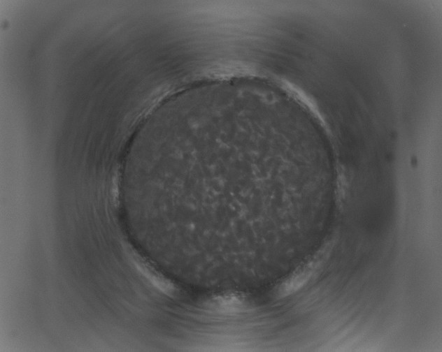 X0000068770065200605011037