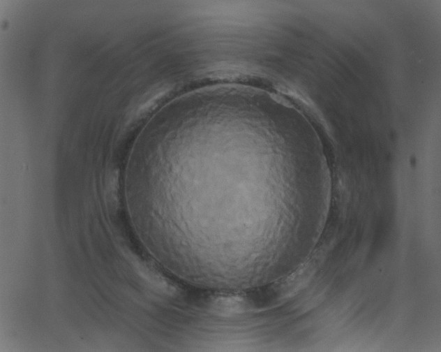 X0000068770066200605011037