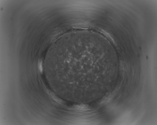 X0000068770069200605011037